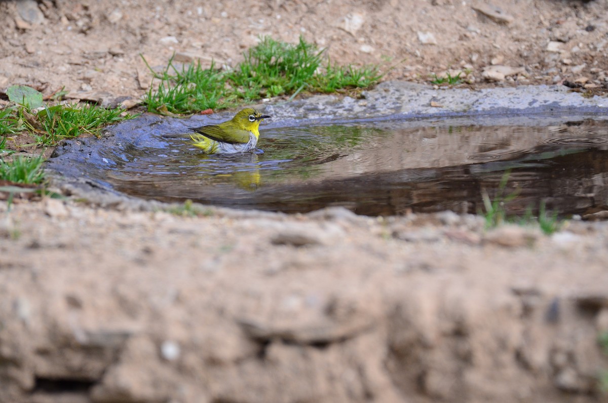 Indian White-eye - ML618653255