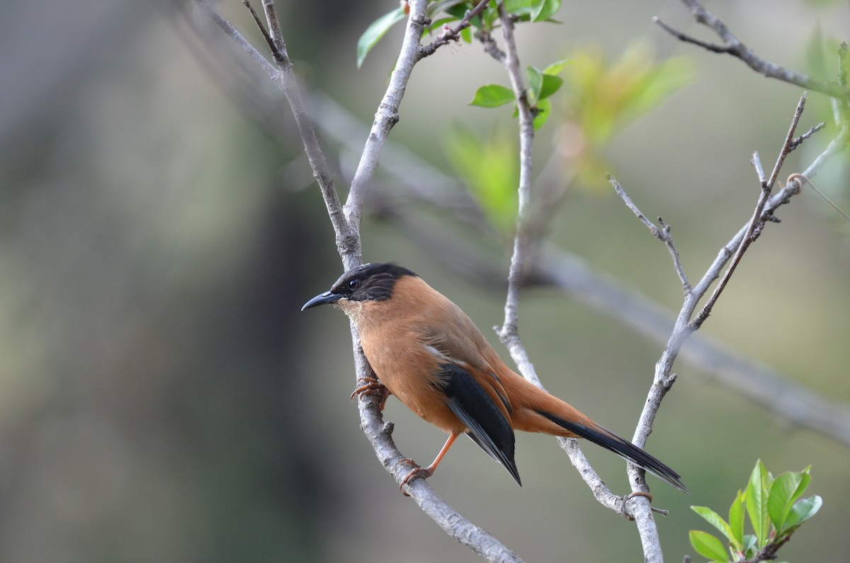 Rufous Sibia - ML618653259