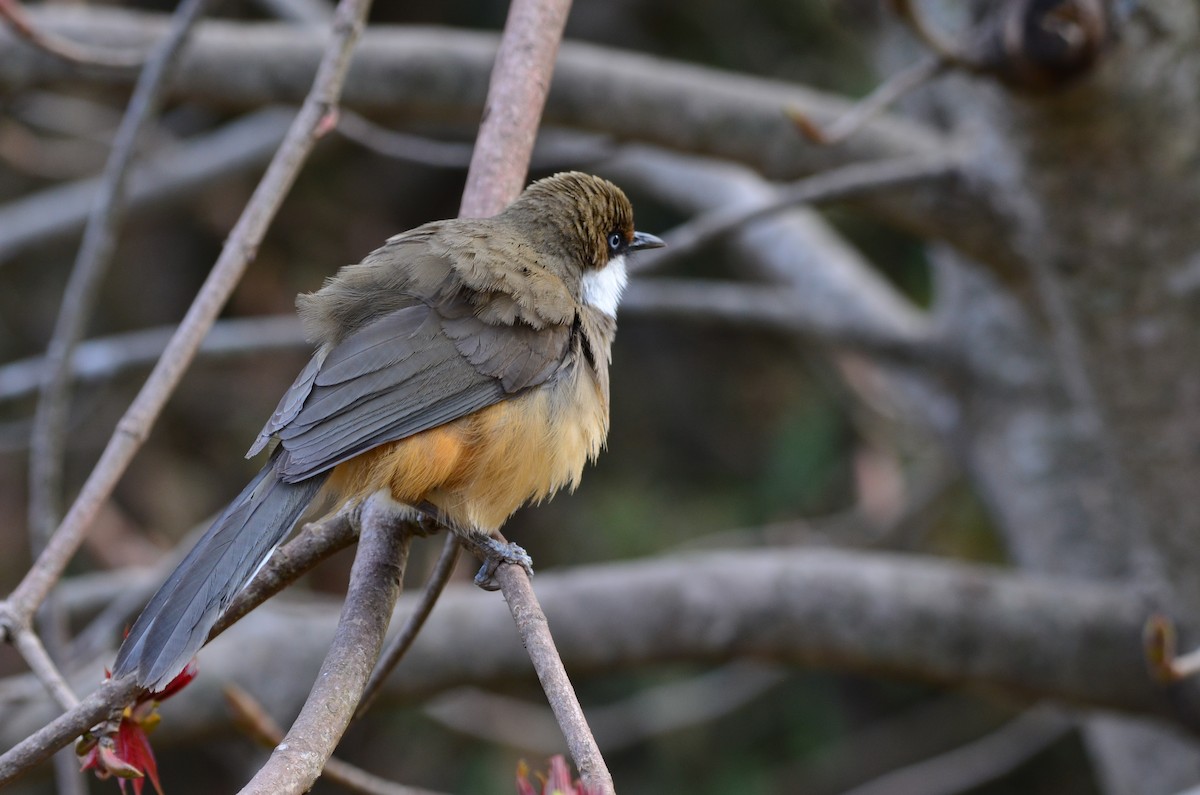 White-throated Laughingthrush - Jaideep Ahuja