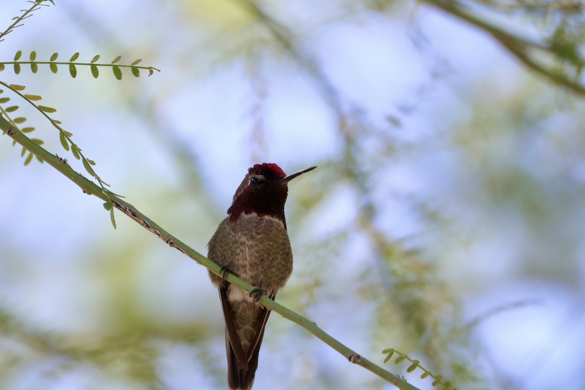 Anna's Hummingbird - ML618653262