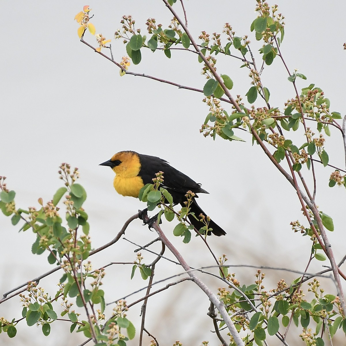 Yellow-headed Blackbird - ML618653270