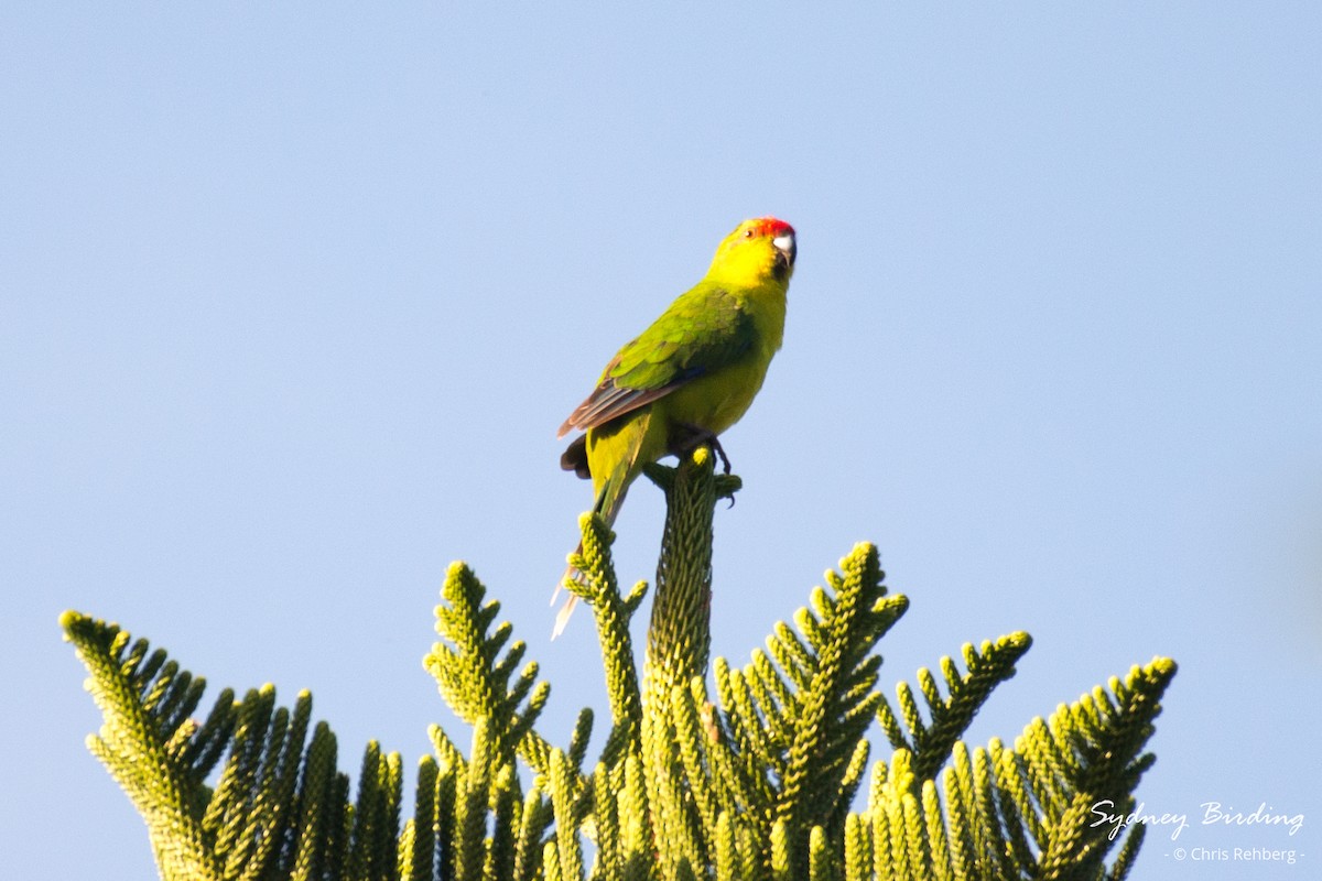 ニューカレドニアハシインコ - ML618653318