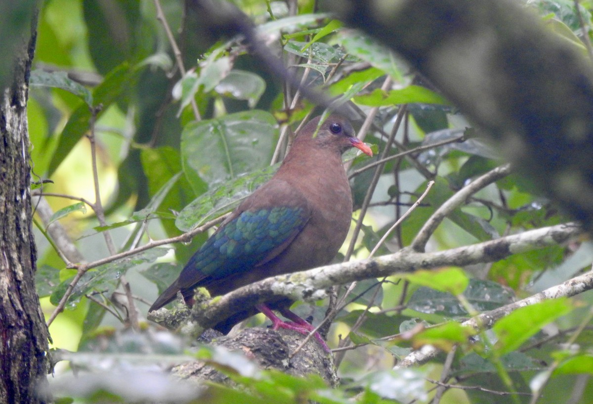 Palomita Esmeralda Dorsiparda - ML618653340