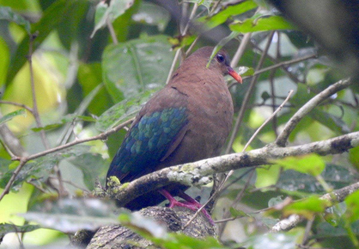 Palomita Esmeralda Dorsiparda - ML618653341