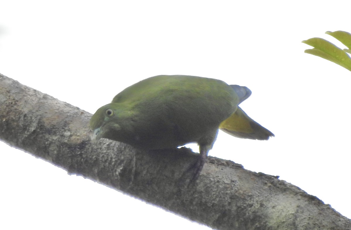 Yellow-bibbed Fruit-Dove - Noam Markus