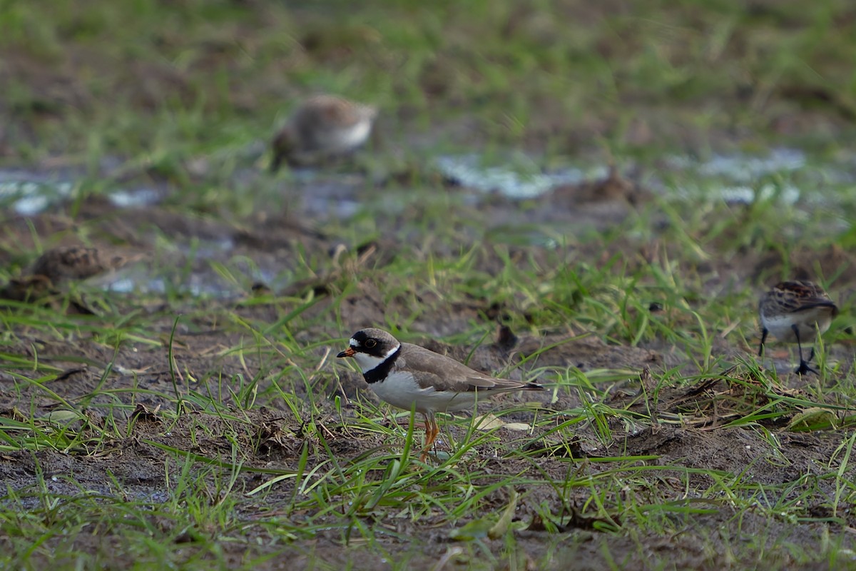 Semipalmated Plover - Ali Kasperzak