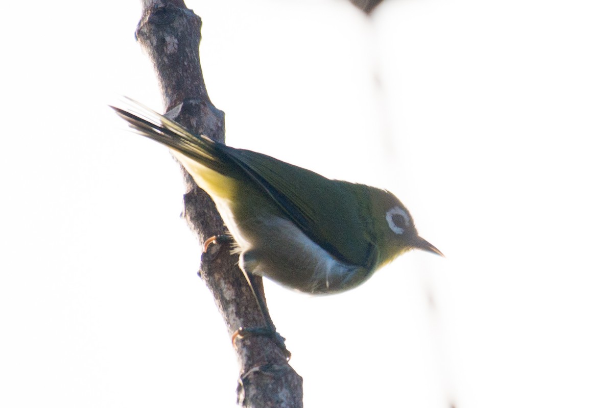 Green-backed White-eye - Chris Rehberg  | Sydney Birding