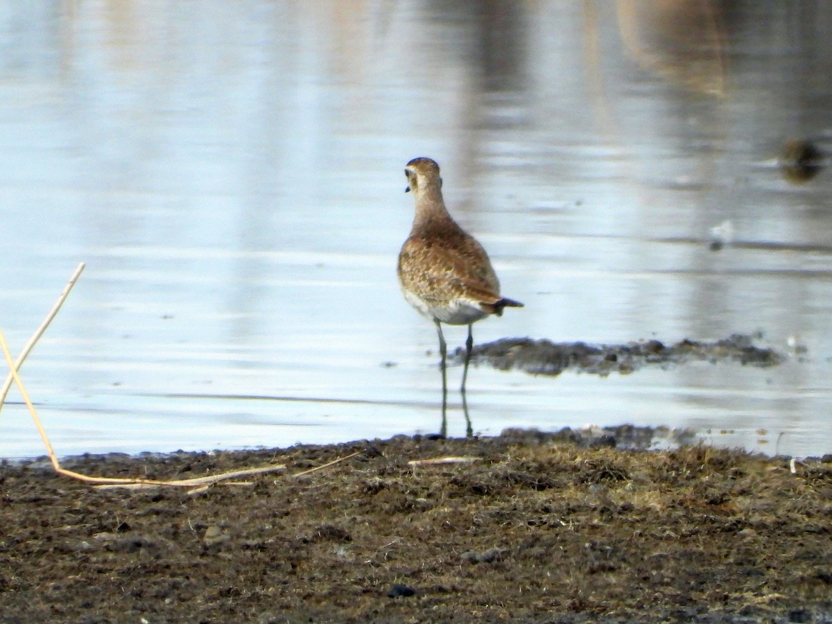 American Golden-Plover - ML618653432