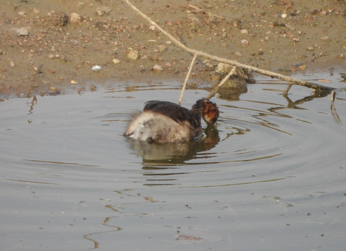 Little Grebe - ML618653440