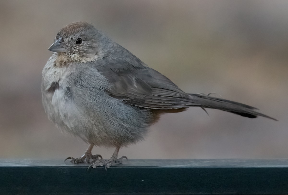 Canyon Towhee - Pat Tomsho