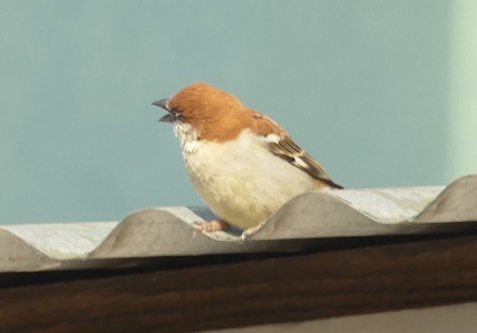 Russet Sparrow - Jean-Paul Boerekamps