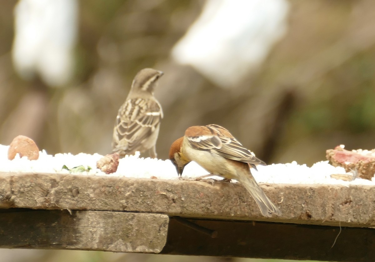 Russet Sparrow - Jean-Paul Boerekamps
