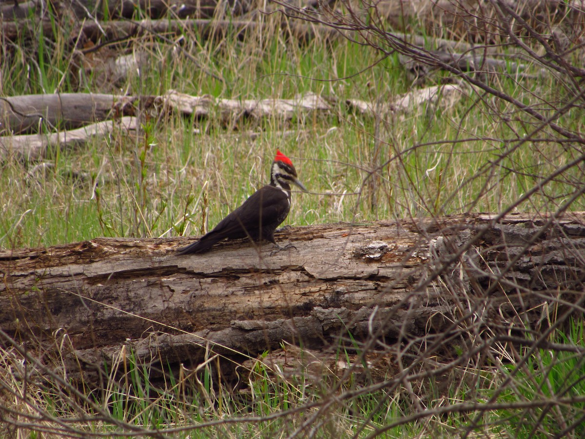 Pileated Woodpecker - ML618653553