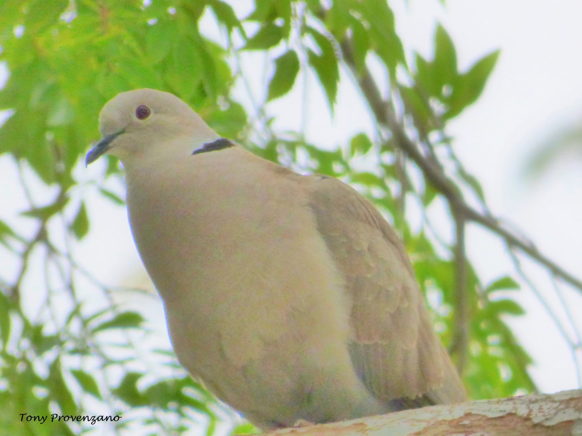 Eurasian Collared-Dove - Tony Provenzano