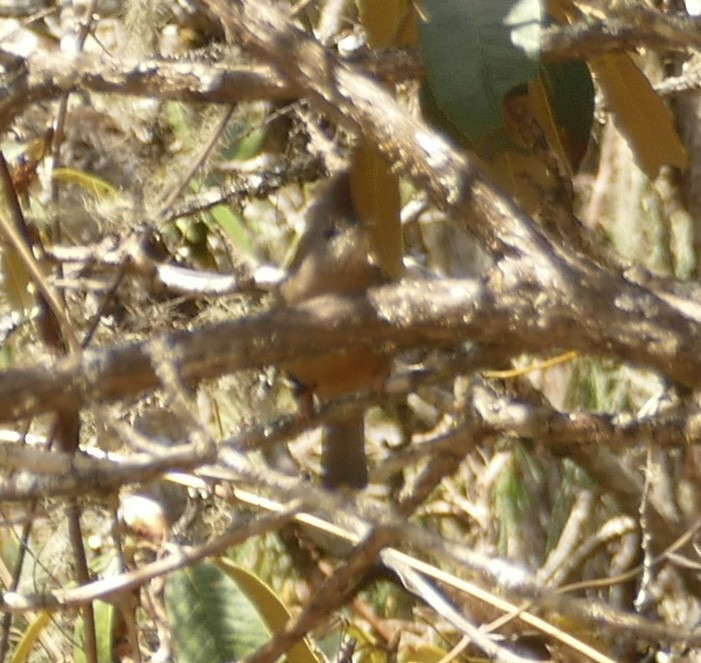 Gray-crested Tit - Jean-Paul Boerekamps