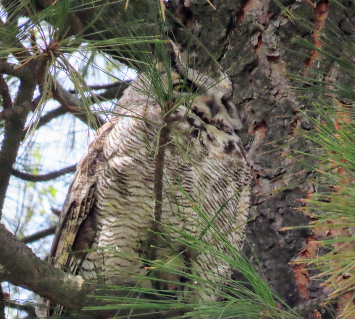 Great Horned Owl - ML618653630