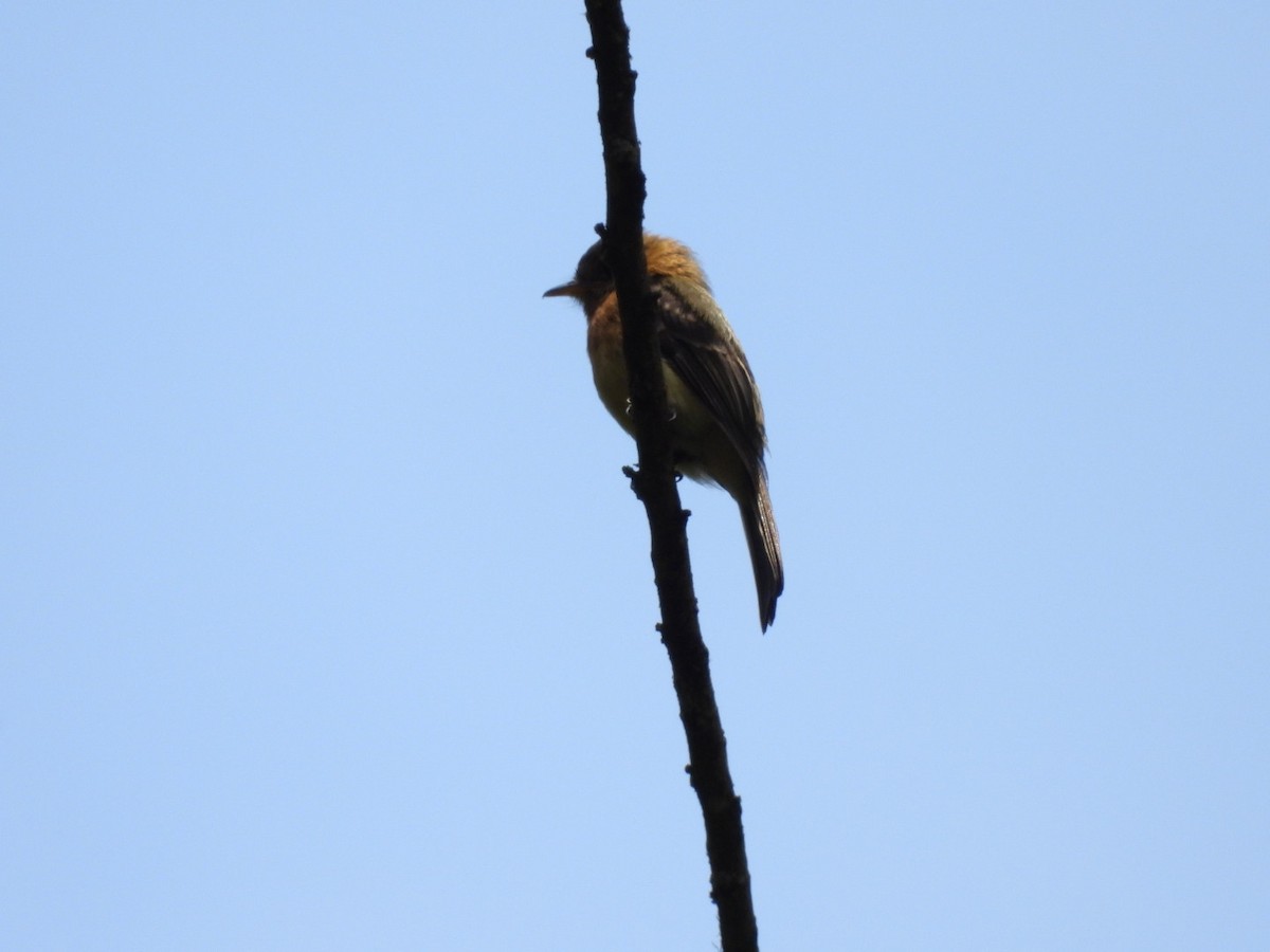 Tufted Flycatcher - José Vargas Mena