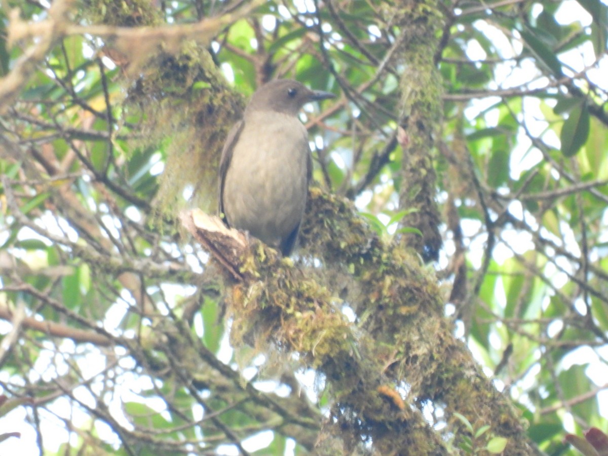 Mountain Thrush - ML618653671