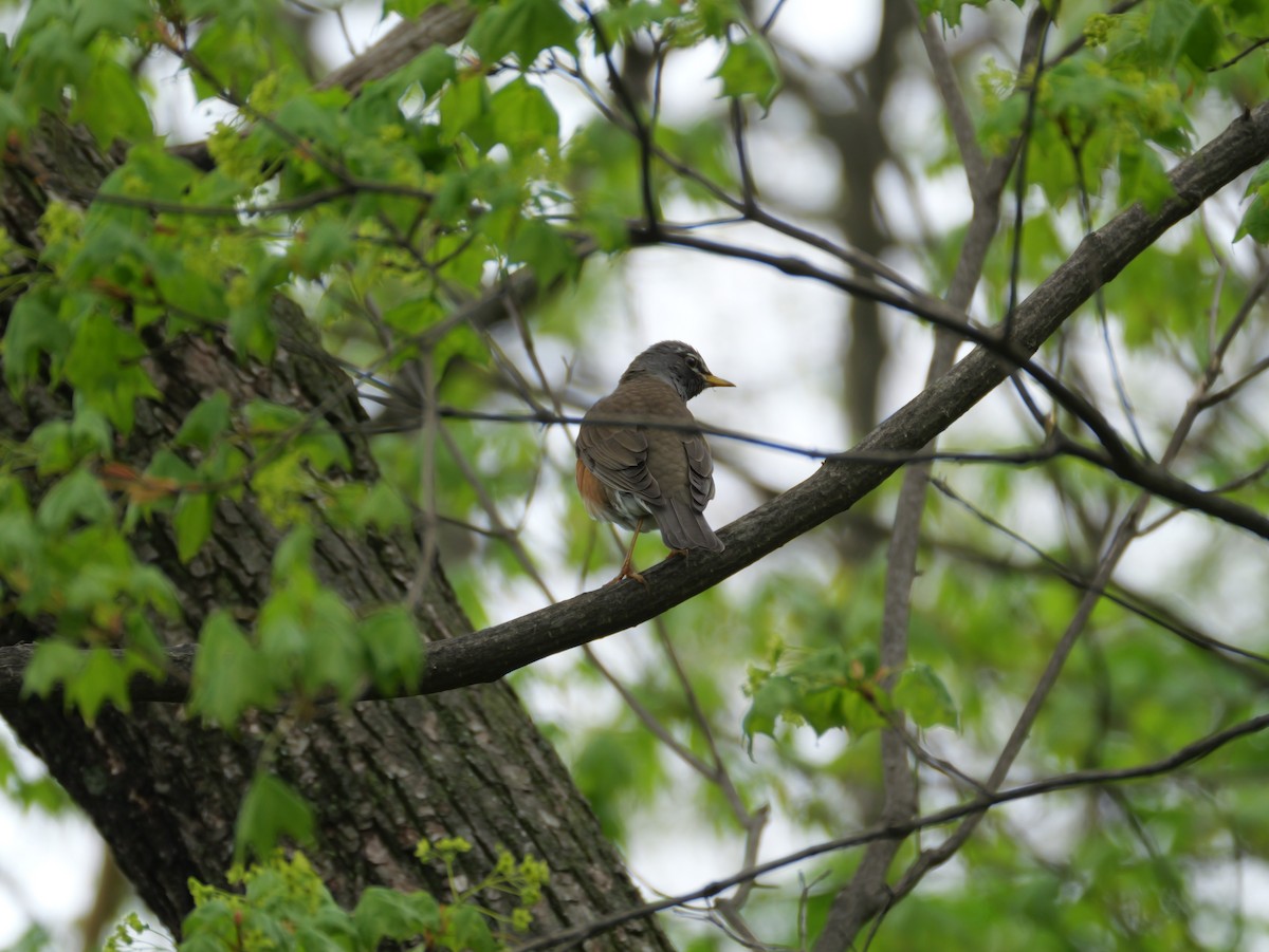 Eyebrowed Thrush - としふみ しみず