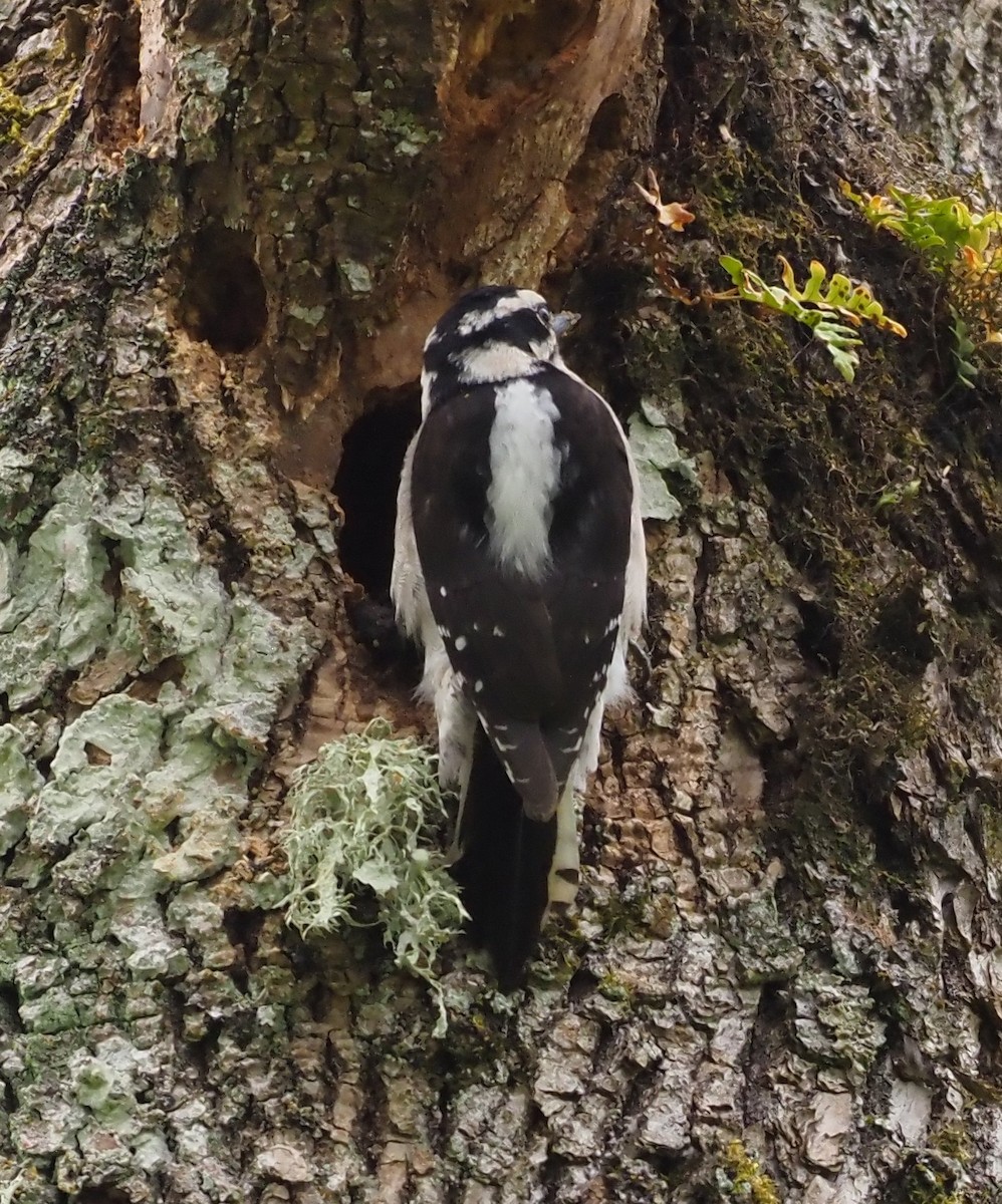 Downy Woodpecker - ML618653679