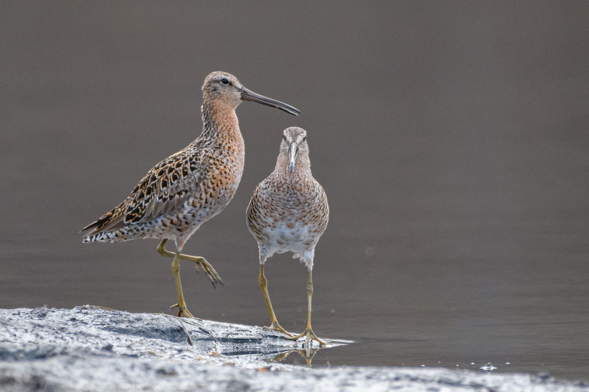 Short-billed Dowitcher - ML618653689