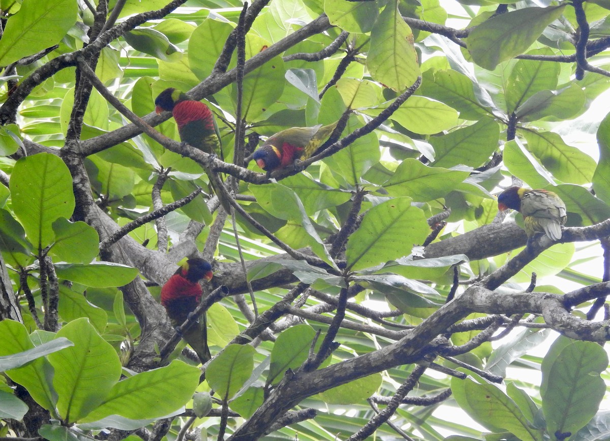 新幾內亞彩虹吸蜜鸚鵡 - ML618653704