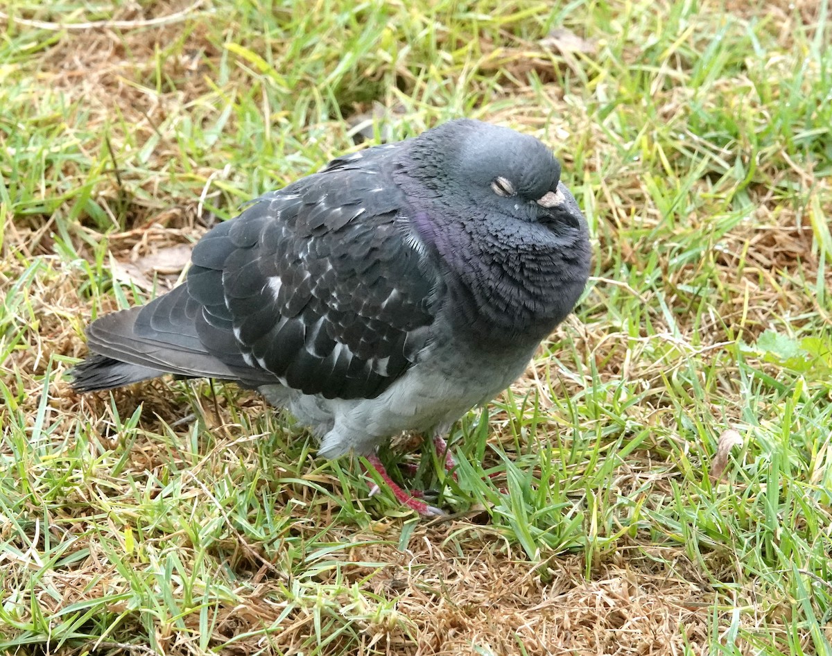 Rock Pigeon (Feral Pigeon) - Peter Woodall