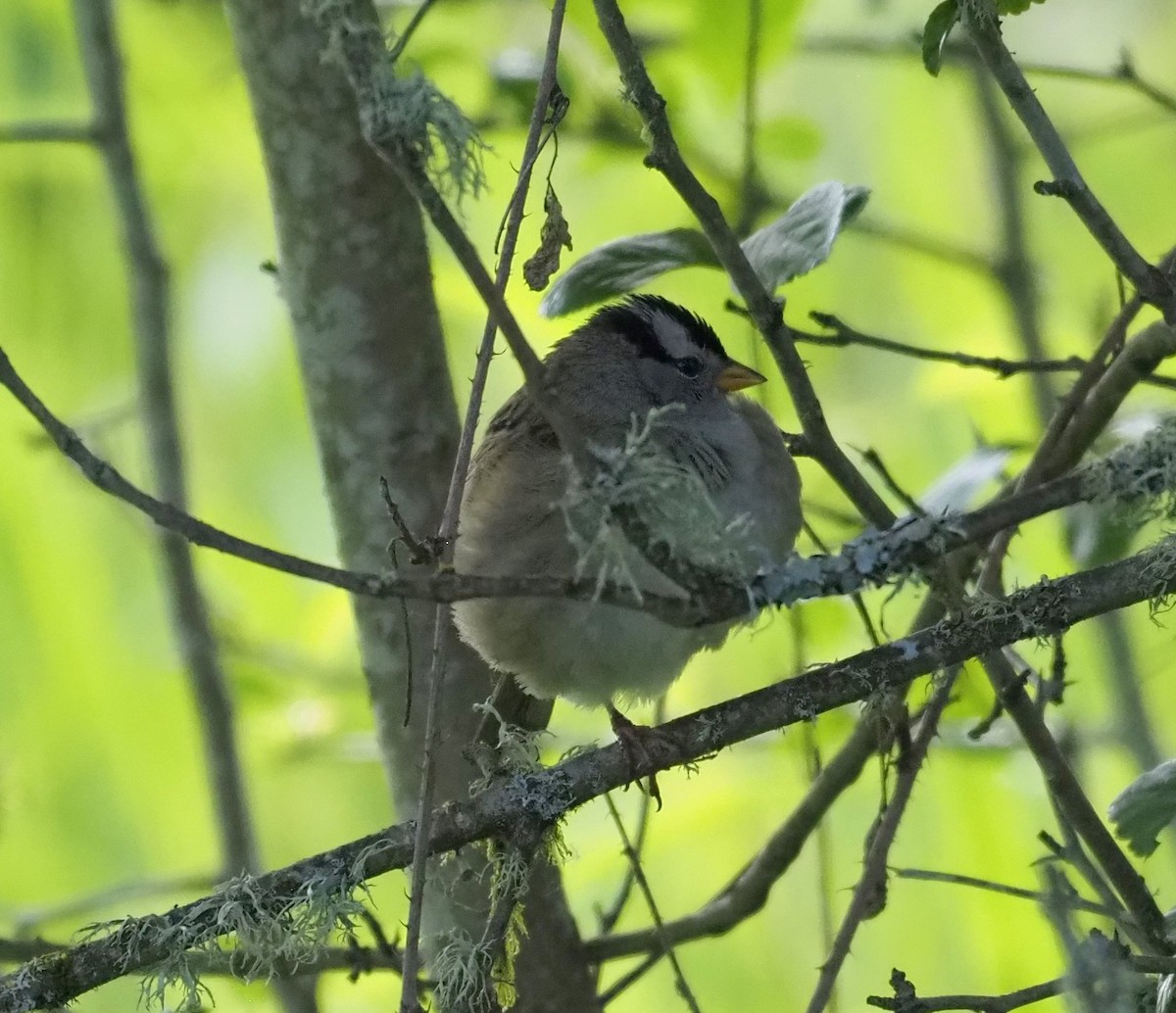 Black-capped Chickadee - Jasper Jon