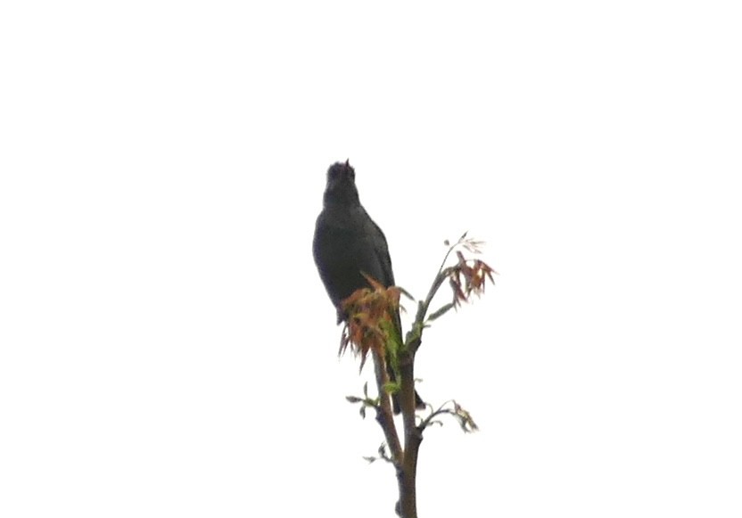 Black Bulbul - Jean-Paul Boerekamps