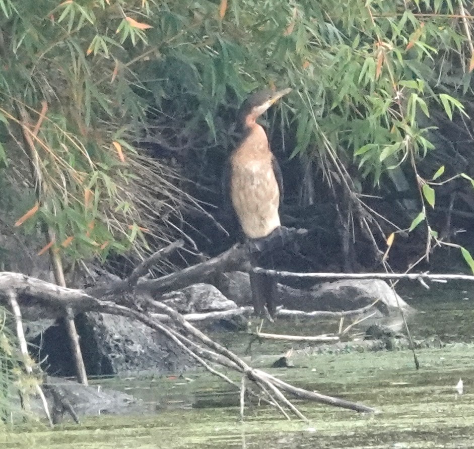 Little Pied Cormorant - ML618653761