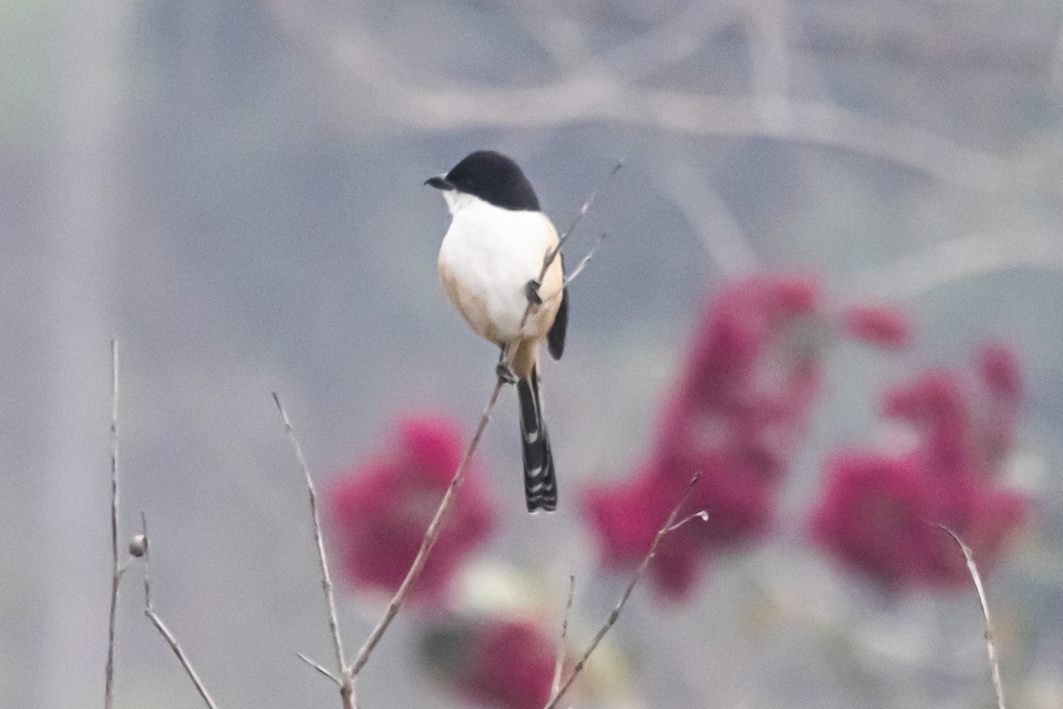 Long-tailed Shrike - Dr. Amitava Roy