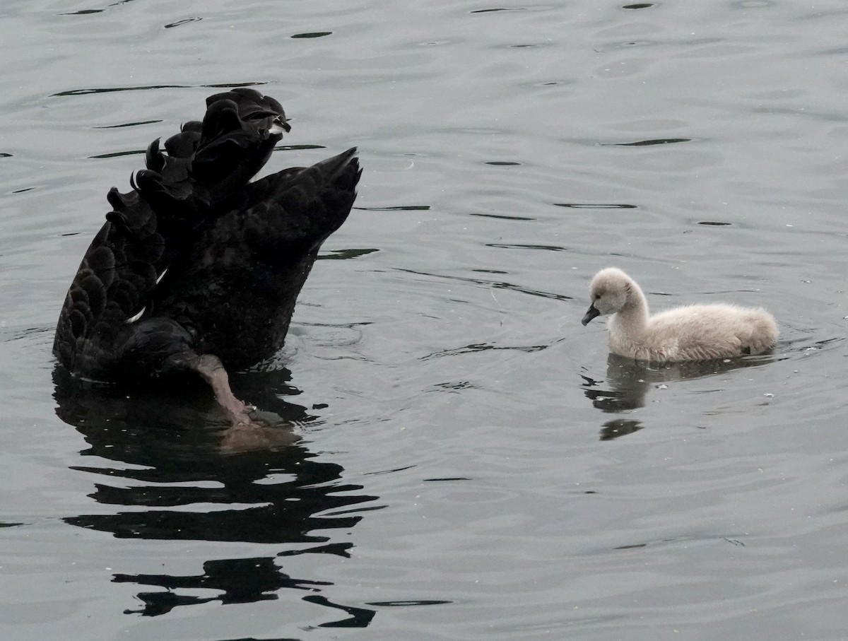 Black Swan - Peter Woodall