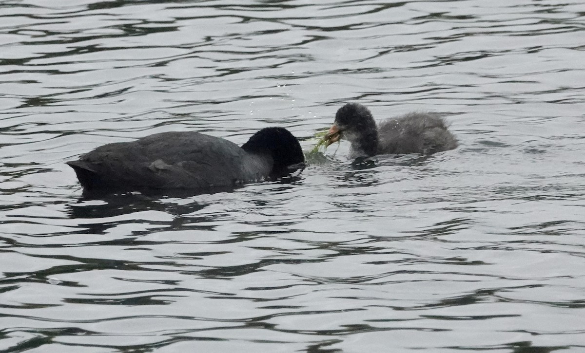 Eurasian Coot - ML618653801