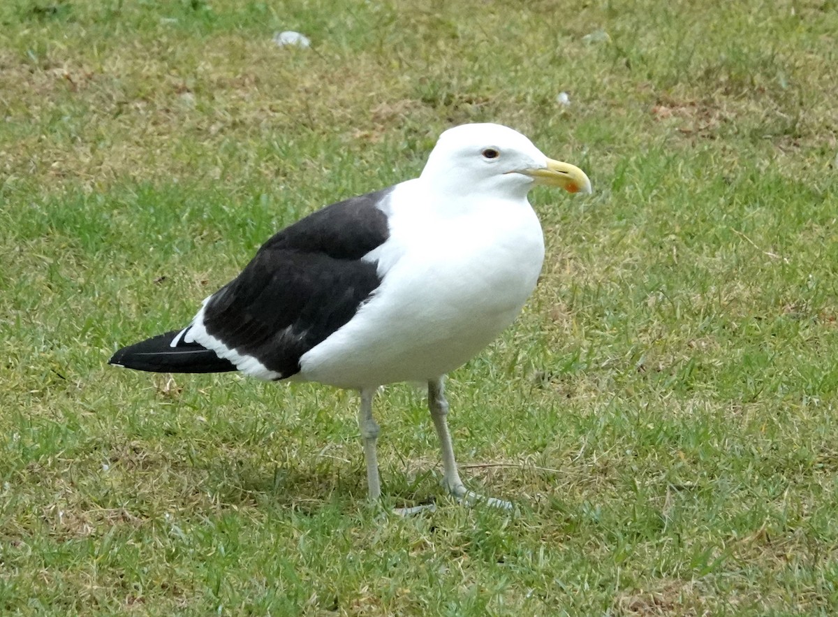 Goéland dominicain (dominicanus) - ML618653814