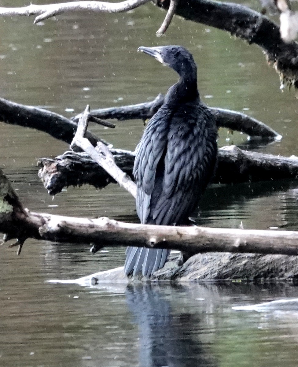 Little Black Cormorant - Peter Woodall