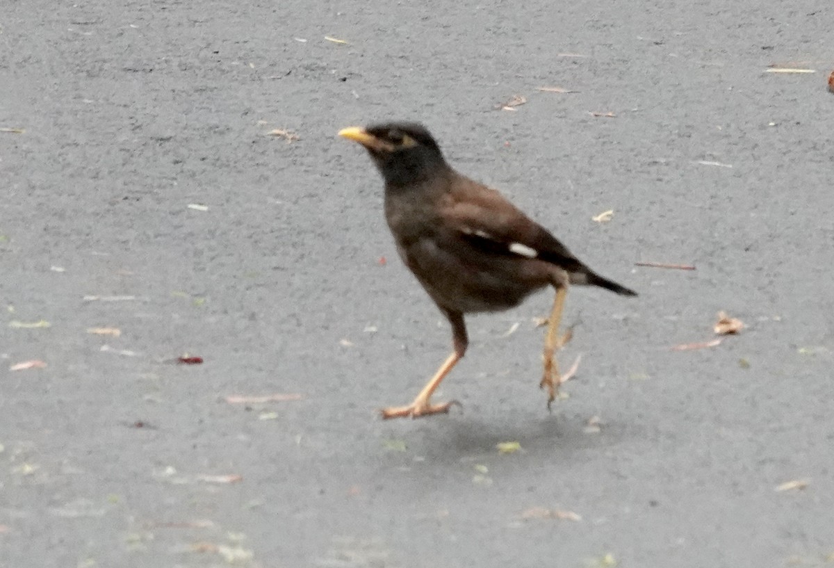 Common Myna - ML618653834