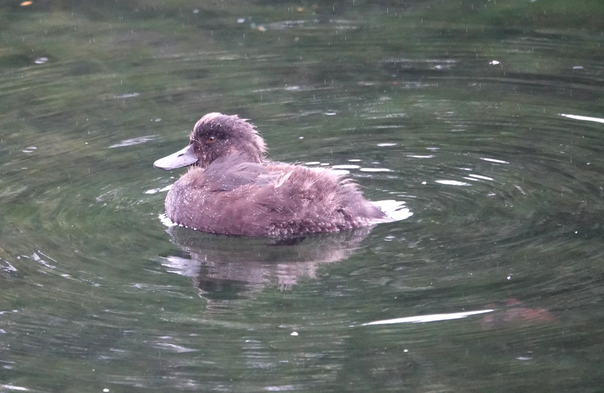 New Zealand Scaup - ML618653841