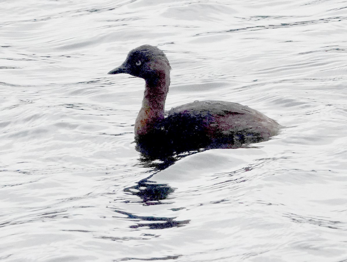 New Zealand Grebe - ML618653845