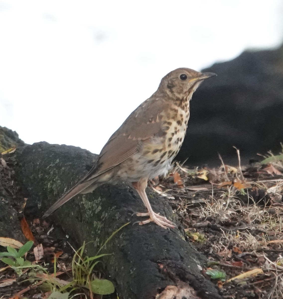 Song Thrush - ML618653857