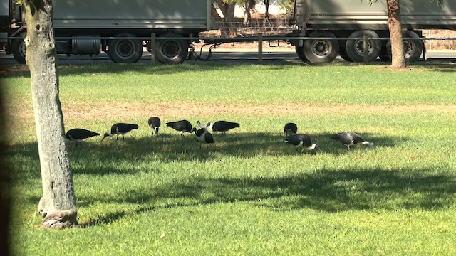 Straw-necked Ibis - ML618653858