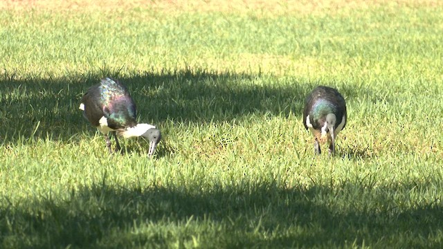 Ibis Tornasolado - ML618653859