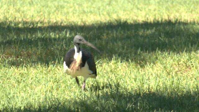 Straw-necked Ibis - ML618653861