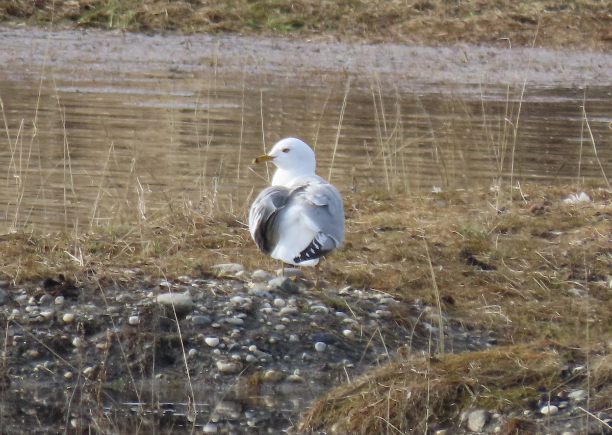 gull sp. - ML618653865