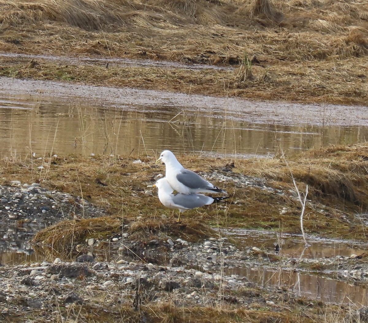 gull sp. - ML618653868