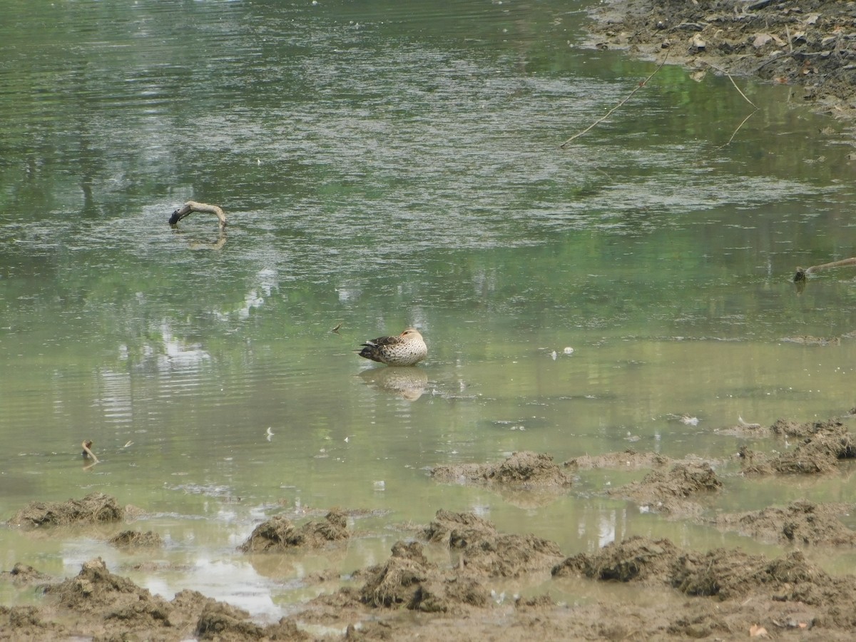 Indian Spot-billed Duck - ML618653869