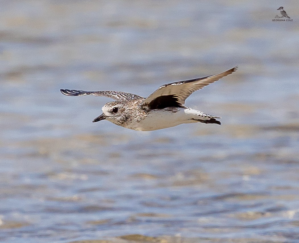 Black-bellied Plover - ML618653885