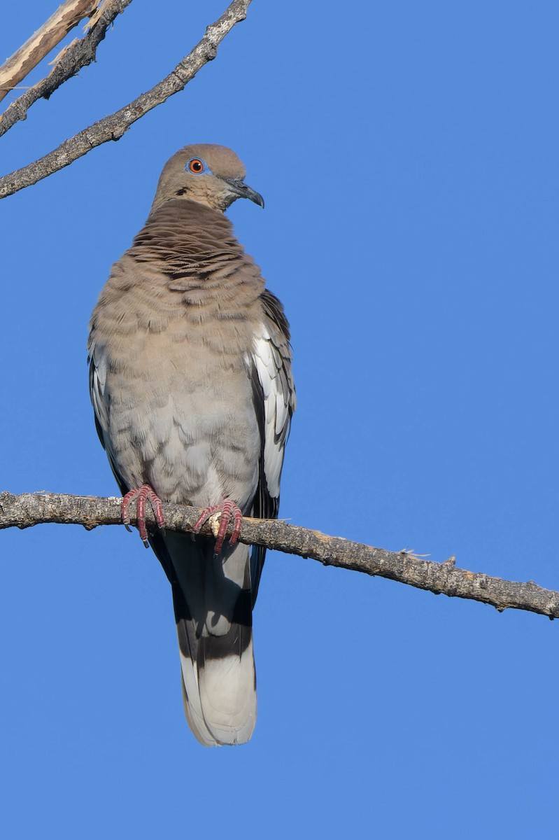 White-winged Dove - ML618653891