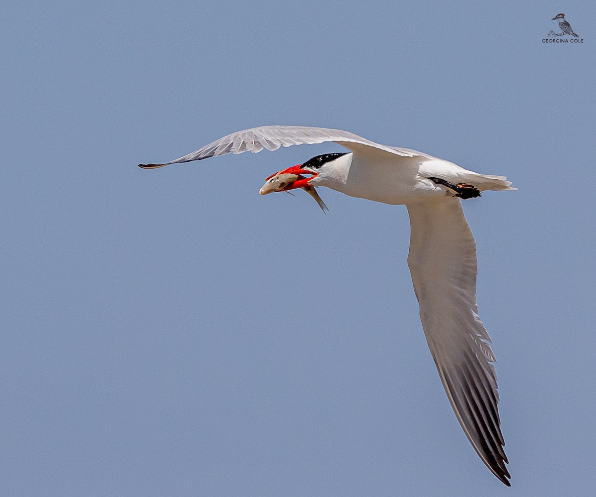 Caspian Tern - ML618653906