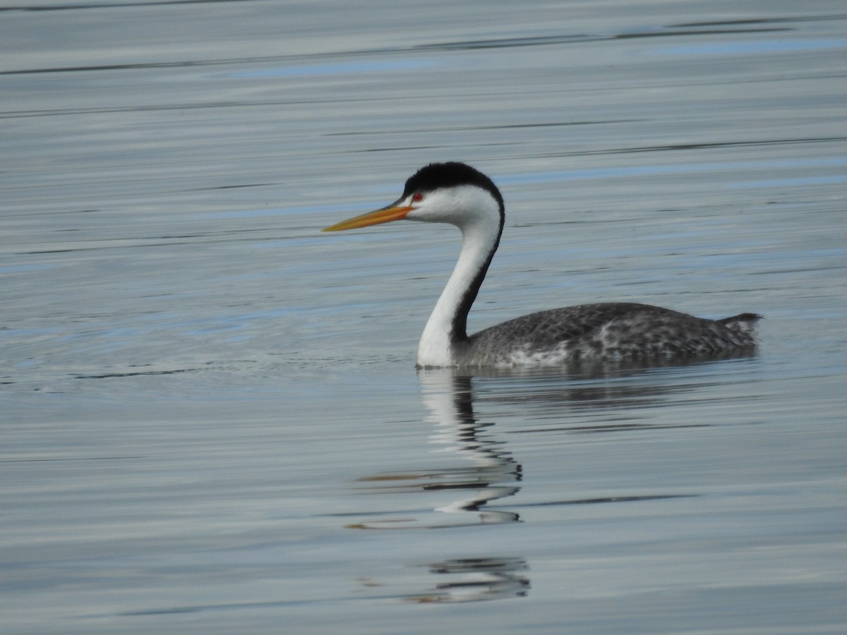 Clark's Grebe - ML618653921