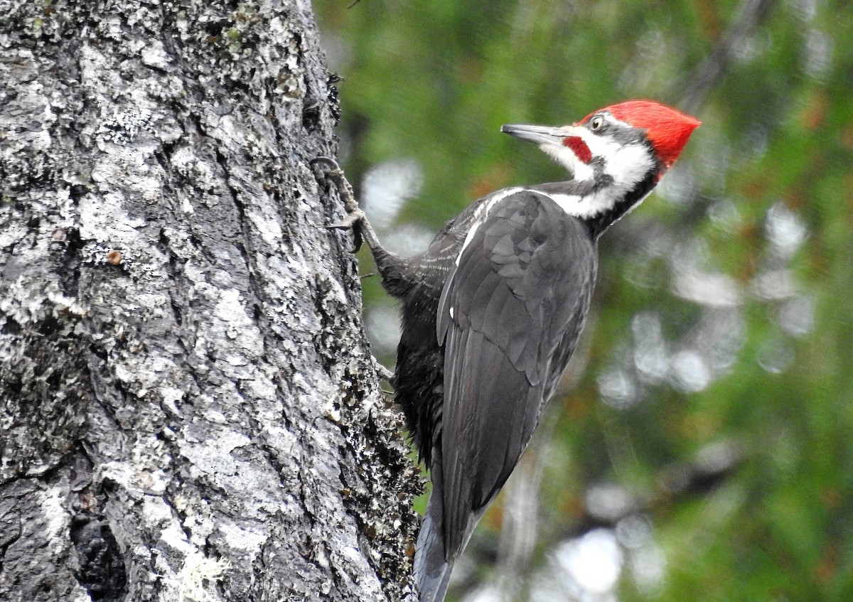 Pileated Woodpecker - ML618653956